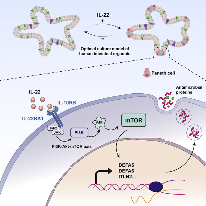 Cell Stem Cell：潘氏细胞形成依赖白细胞介素-22