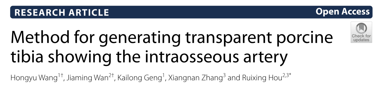 J Orthop Surg Res：一種顯示骨內(nèi)動脈的豬透明脛骨的生成方法