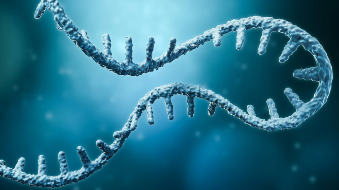 Nature Biotechnology：工程改造RNA聚合酶，纯化mRNA生产，减少免疫刺激副产物