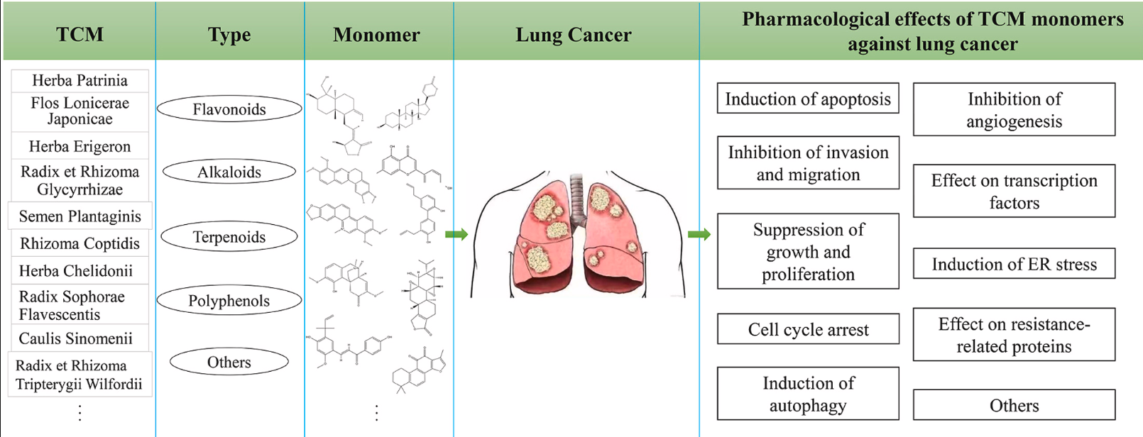 中医药作为肺癌候选药物潜力巨大