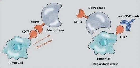 Nat Rev Drug Discov丨NK细胞：抗肿瘤第一道防线