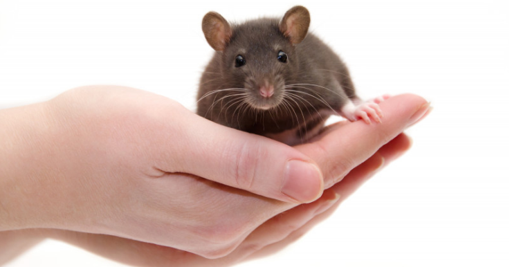 Neuroscience Bulletin：侧脑室递送MECP2可延长Rett综合征小鼠的寿命