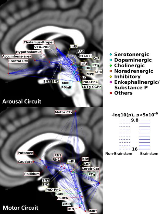 NeuroImage:7T静息态功能磁共振成像研究觉醒和运动脑干核的功能连接体
