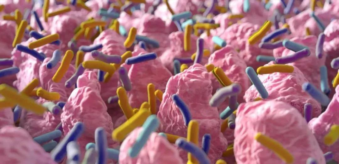 iScience：换一个肠道菌群有多难？戴磊团队揭示移植肠道菌群的建立和恢复力