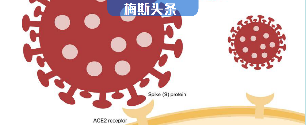 Nature重磅：找到了終結新冠的藥物，封閉ACE2受體，讓所有變異株都無法感染！