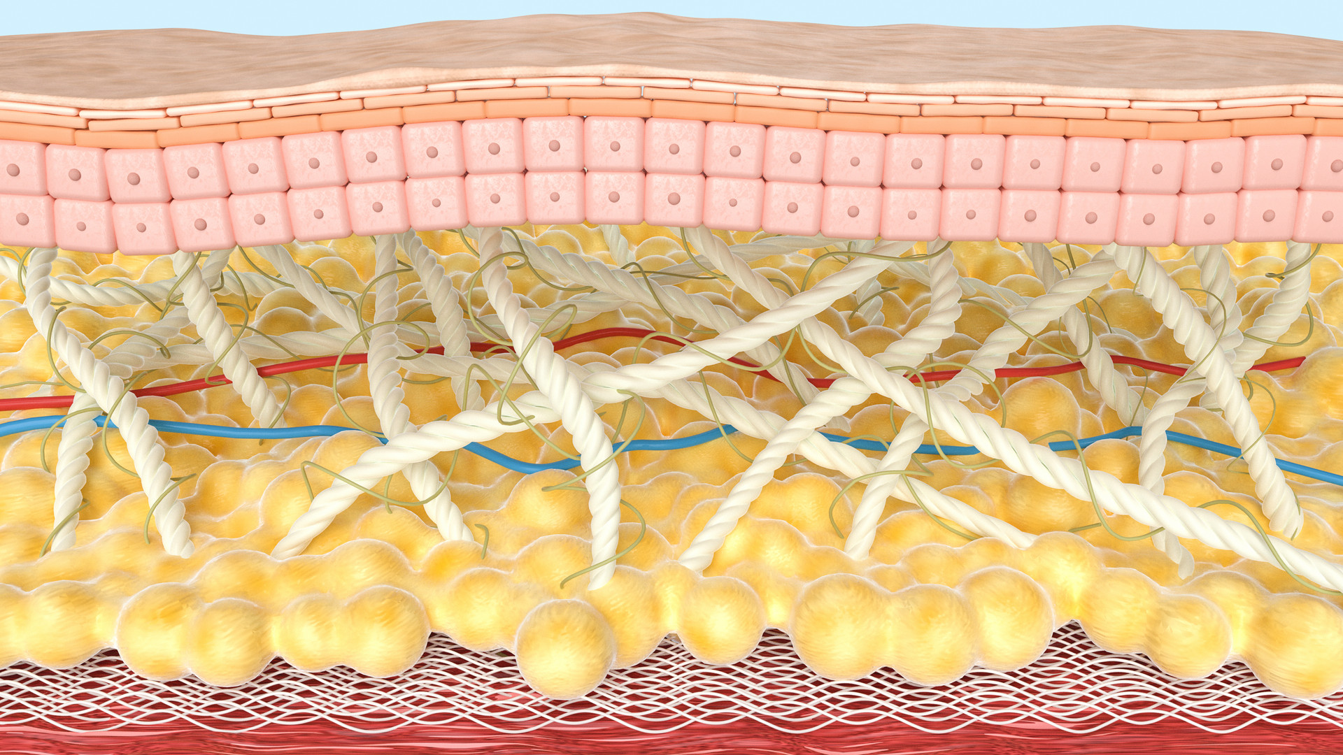 Arch Dermatol Res：富含血小板的血浆皮内注射是否可逆转皮肤衰老？