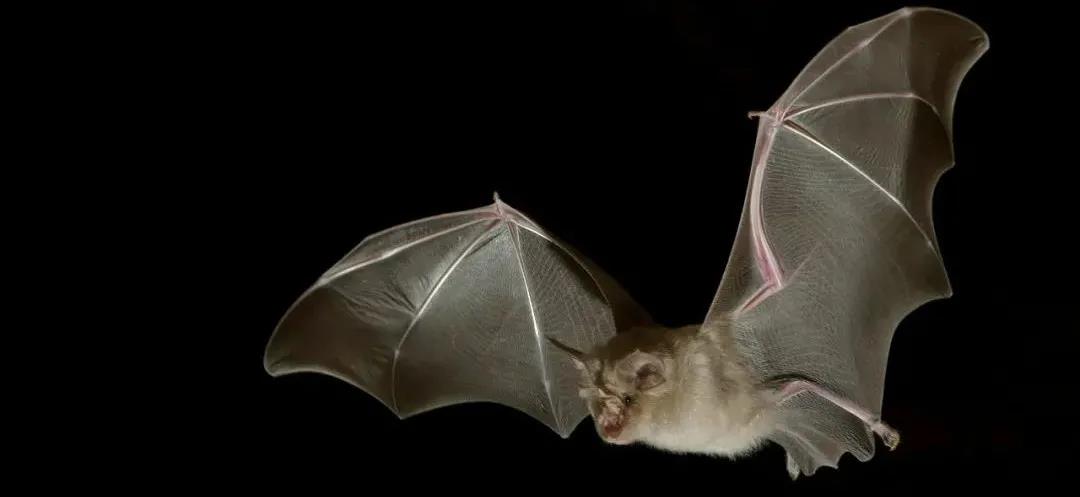 Nature：新冠溯源新突破，发现可通过ACE2感染人类细胞的蝙蝠冠状病毒