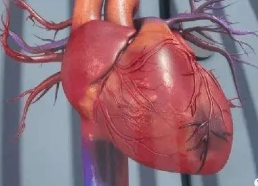 JACC：心肌纤维化状况可预测心律失常和心源性猝死风险