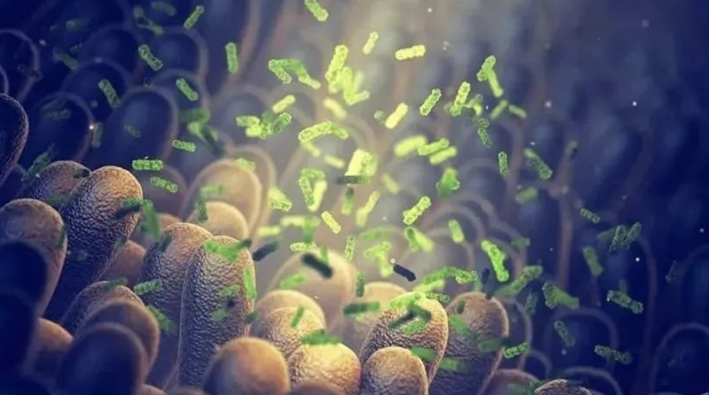 Nature子刊：浙大团队揭示肠道细菌调控表观转录组修饰促进结直肠癌转移机制