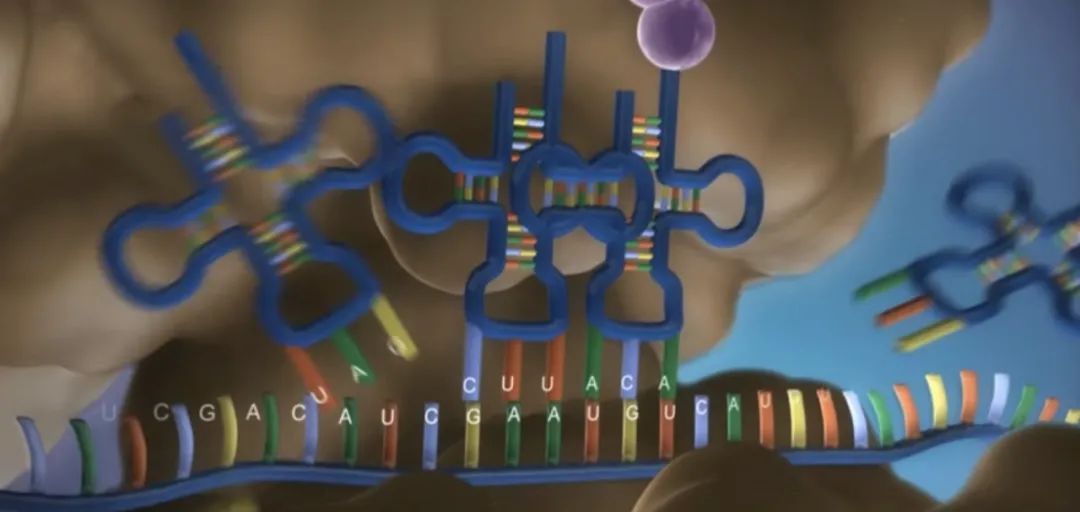 Nature Cell Biology：亮氨酸tRNA合成酶是<font color="red">乳腺</font>癌的肿瘤抑制因子