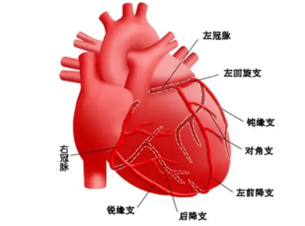 Cardiovasc Diabetol：这一部位<font color="red">脂肪</font>越少，糖尿病患者发生心血管意外的风险越高！