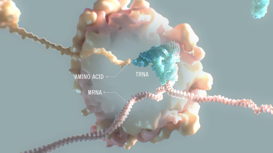40年前华人学者简悦威提出的tRNA疗法，正在成为基因治疗新风口