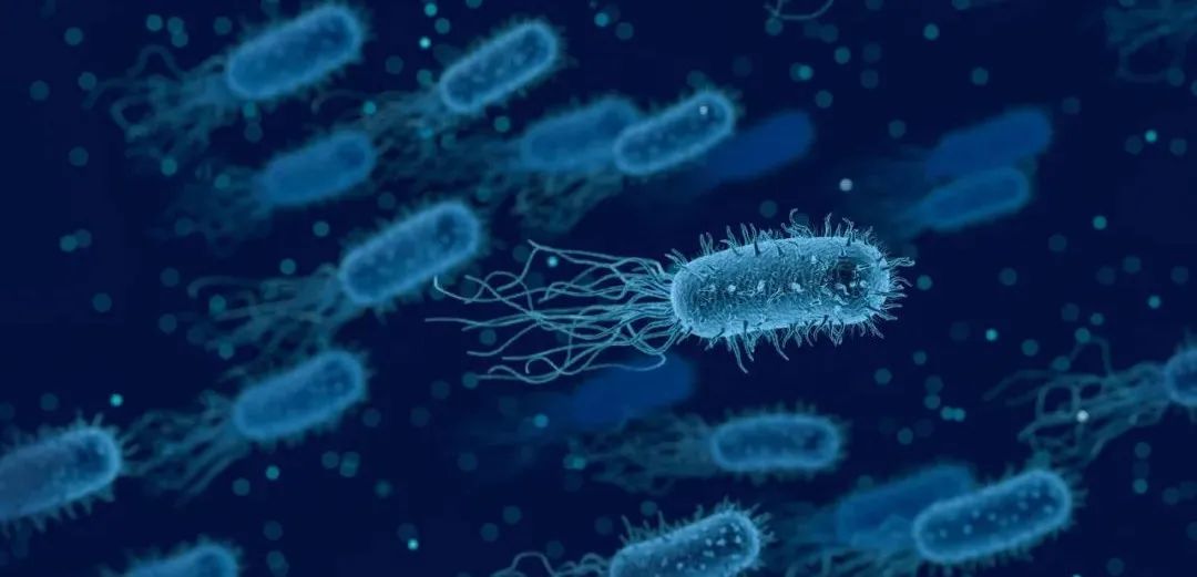 Nature Biotechnology：瞒天过海，给细菌穿上“隐身衣”，让它们绕过免疫系统去攻击癌细胞