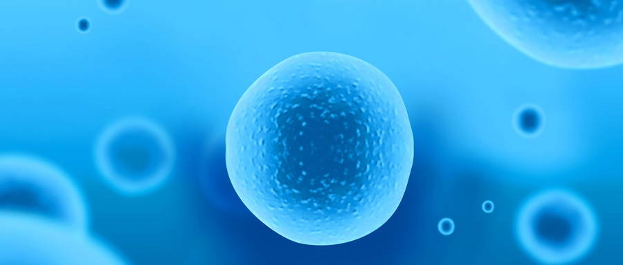 首次获得<font color="red">受精卵</font>分裂仅3天的胚胎细胞