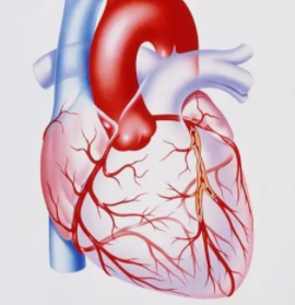 JACC：脂蛋白(a)和冠脉钙化与动脉粥样硬化心血管风险的独立相关性