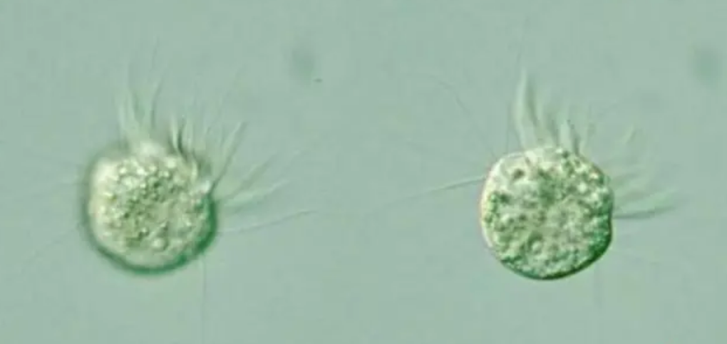 噬病毒体——人类首次发现能吃病毒的生物体！