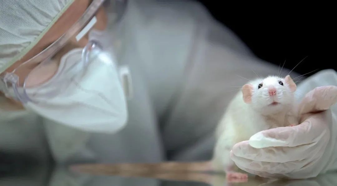 FDA将不再<font color="red">要求</font>人体临床试验前进行动物实验，这会是器官芯片、类器官的机会吗?
