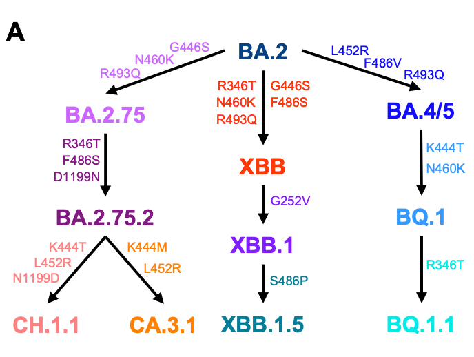 bioRxiv：<font color="red">XBB</font>.1.5之后CH.1.1和CA.3.1免疫逃逸能力更强！