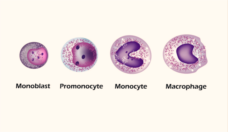 Rheumatology：巨<font color="red">细胞</font>性动脉炎中的髓单核<font color="red">细胞</font>激活训练免疫程序，维持炎症和<font color="red">细胞</font>因子的产生