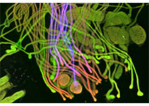 Developmental Cell：南京大学陈帅/王宏宇团队揭示骨骼肌中脂滴与线粒体动态互作的调控机理