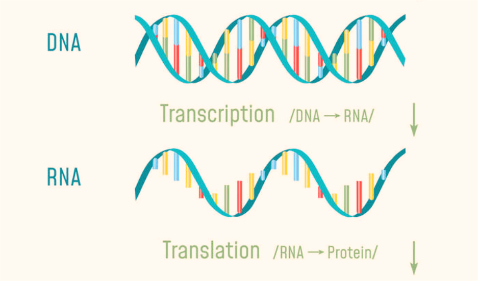 A&R：转录因子Pbx1调节外周<font color="red">B</font>细胞稳态以抑制狼疮自身免疫