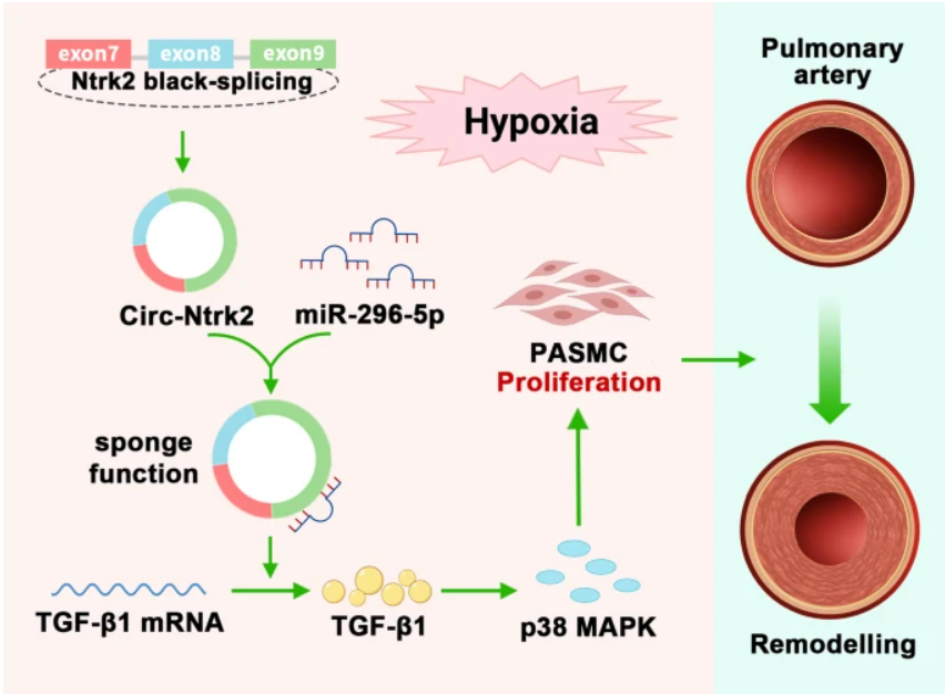 Circ-Ntrk2 作为 miR-296-5p 海绵激活 TGF-β1/p38 <font color="red">MAPK</font> 通路并促进肺动脉高压和血管重塑
