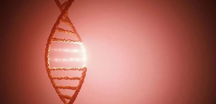 Science Immunology：上海交大叶菱秀团队揭示抗体基因缺失和插入事件的DNA修复机制