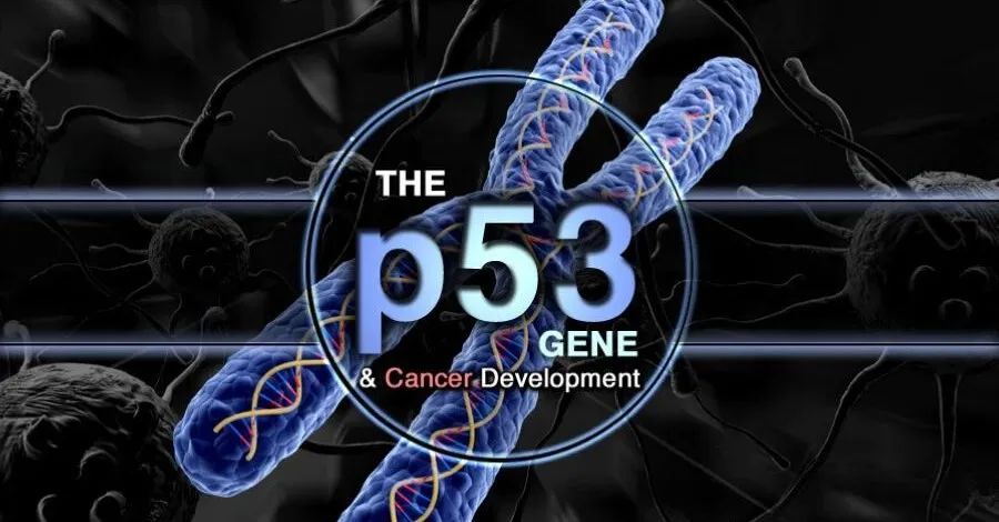 癌症靶向治疗的圣杯：卢敏团队首次在人体内实现p53靶向