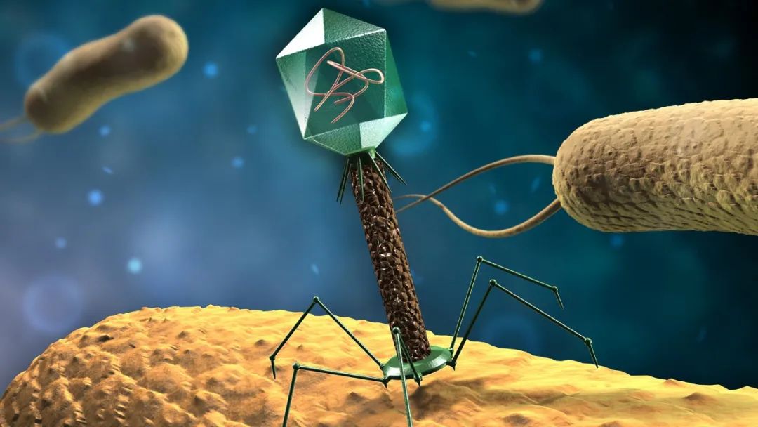 Cell Host ＆ Microbe：马迎飞/戴磊建立噬菌体培养组，解析肠道“暗物质”
