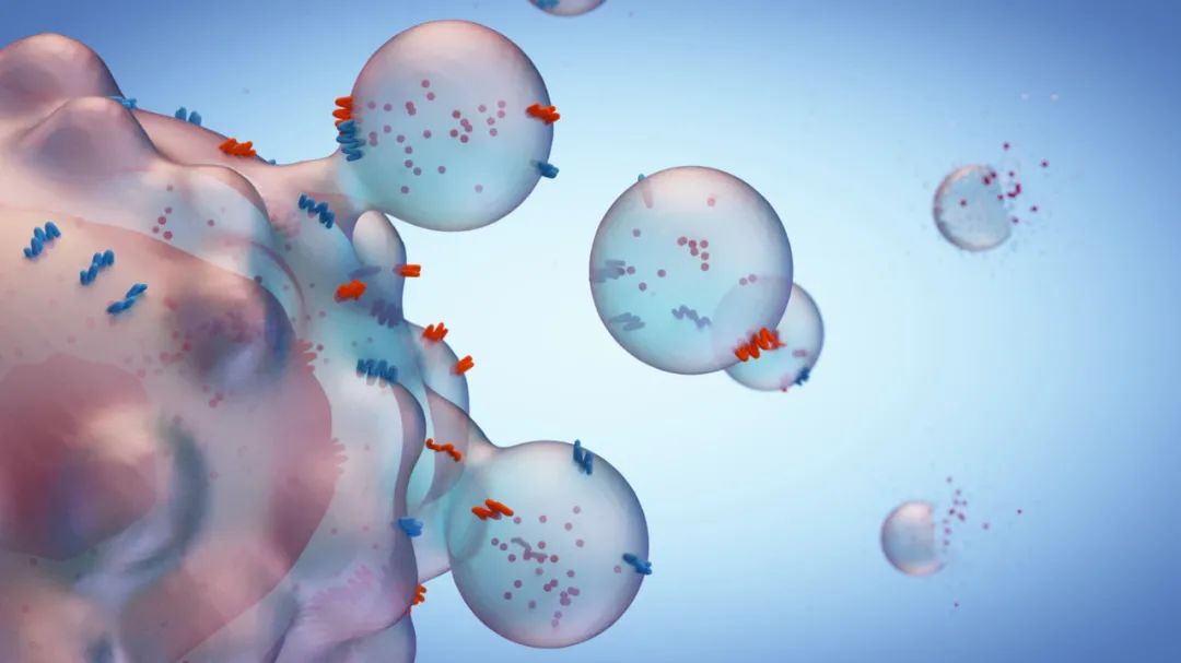 Science Advances：中国海洋大学易华西团队发现乳源细胞外囊泡改善肠炎和非酒精性脂肪肝