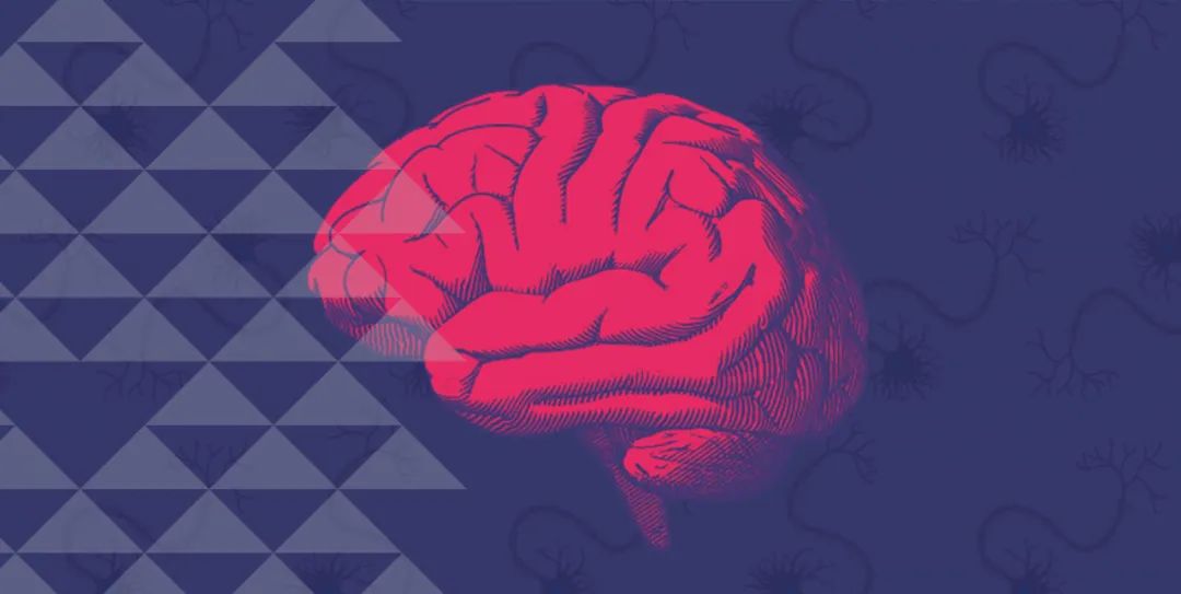 Neuron：中科院深圳先进院杨帆团队揭示大脑对骨代谢<font color="red">的</font>调节
