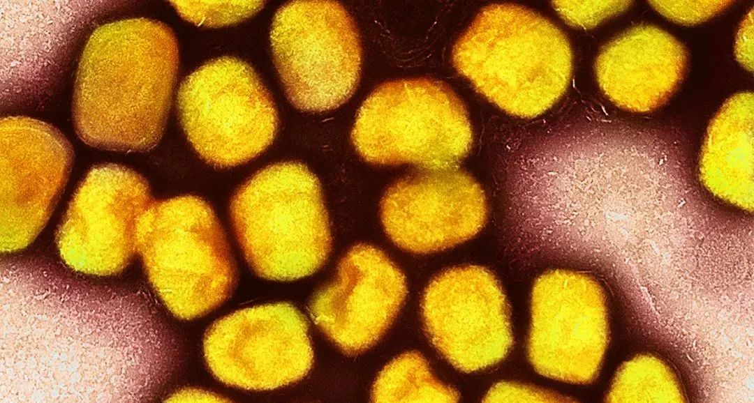 Emerging Microbes ＆ Infections：严景华/方敏团队合作开发多抗原猴痘mRNA疫苗