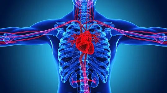 Nature Reviews Cardiology：<font color="red">创造性</font>提出心血管衰老的八大标志！