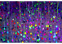 Nature Medicine：<font color="red">CAR-NKT</font>细胞疗法临床试验，显示出良好的神经母细胞瘤疗效