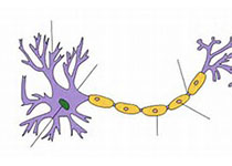 Cell Res：徐华强团队合作揭示多巴胺受体系统介导药物分子多重<font color="red">药理</font>学<font color="red">活性</font>的结构基础