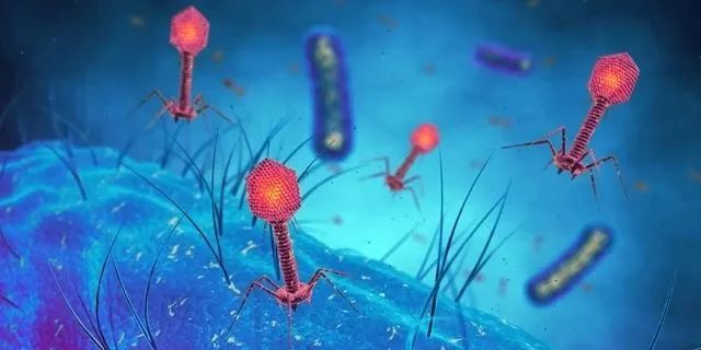 Nature Microbiology：百岁老人肠道病毒组更加多样化，可调节新陈代谢并促进健康寿命！