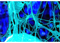 Cell Res：北京大学刘颖/李川昀/<font color="red">马</font>成川揭示DNA 6mA甲基化修饰介导天然免疫调控的机制