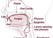 Int Forum Allergy Rhinol：鼻腔<font color="red">中部</font>疾病的炎症特征如何？