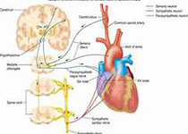 Cardiovasc Diabetol：1型糖尿病患者胶原蛋白转化与心血管自主神经和周围神经病变相关