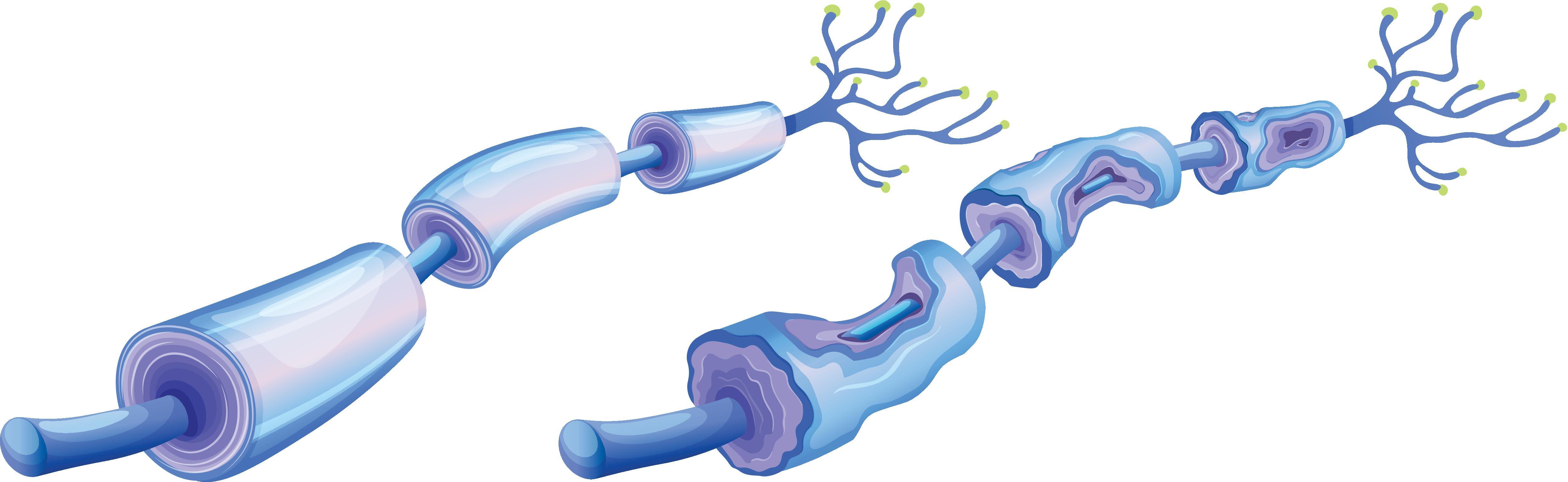 国家纳米科学中心陈春英教授Sci.Adv.：周围神经直接介导银纳米材料从肠道向中枢神经系统的跨神经元易位