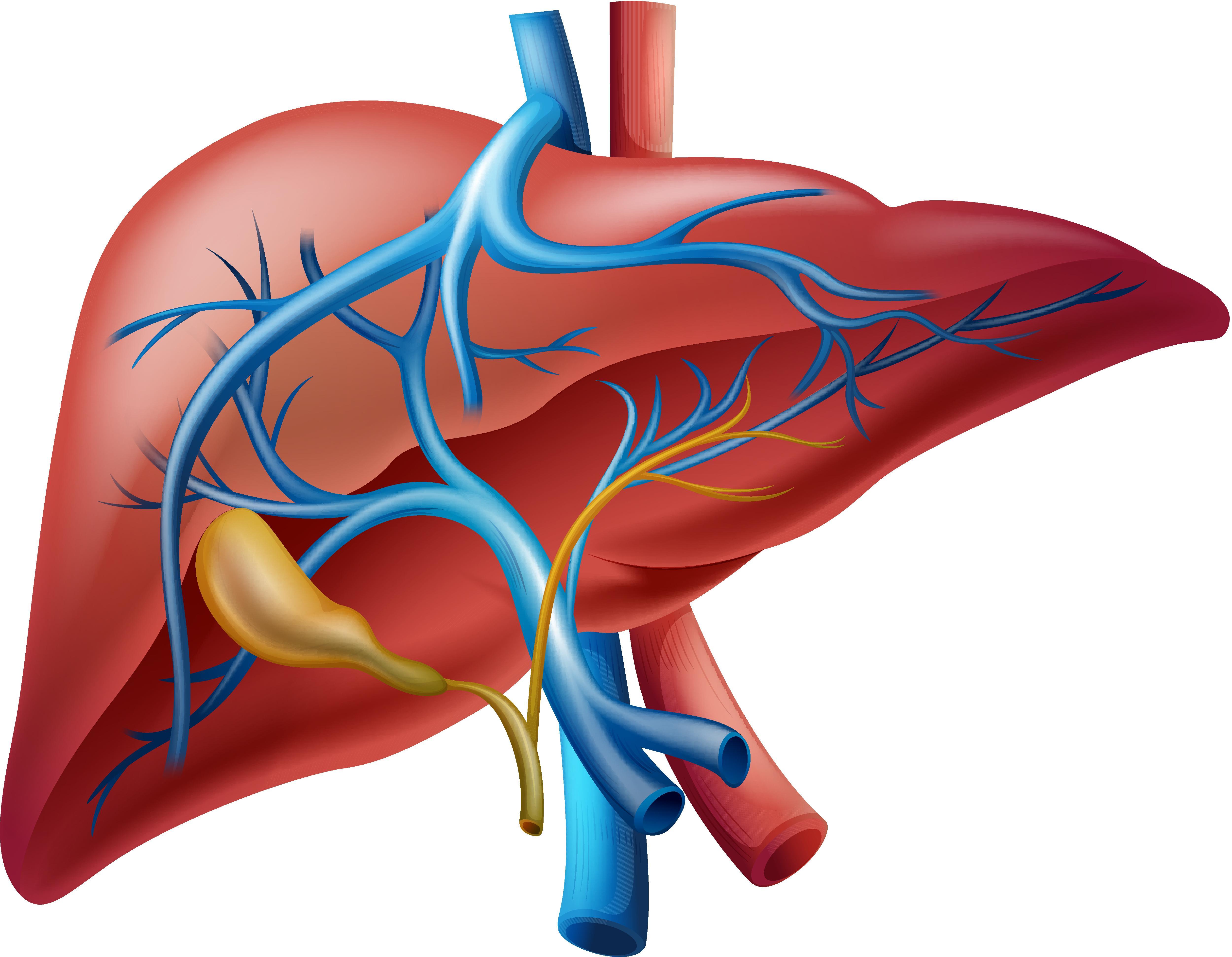 Hepatobiliary Surgery and Nutrition：使用机器学习策略预测和验证肝内<font color="red">胆管</font>癌的预后甲基化评分