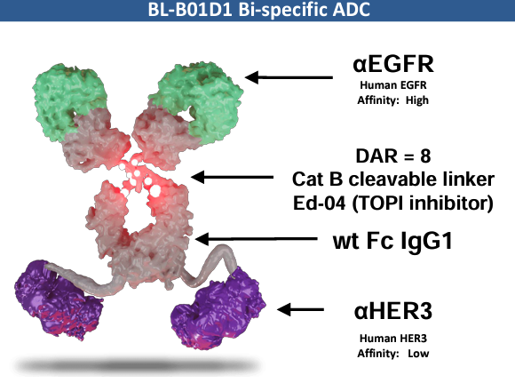 SABCS 2023：EGFR x <font color="red">HER</font><font color="red">3</font> 双特异性抗体偶联药物BL-B01D1在局部晚期或转移性乳腺癌展示良好的潜力