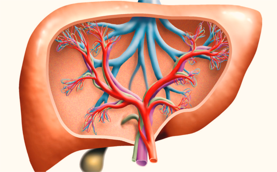 J Ethnopharmacol：四逆散通过维持肝脏氧化平衡和糖/脂代谢稳态来促进肝脏再生