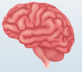 Radiology：基于图像到图像转换的脑肿瘤MRI定量<font color="red">脑</font>血容量图像合成标准