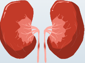 Kidney Int：通过大规模代谢组数据寻找新型肾小球滤过率估算标志物