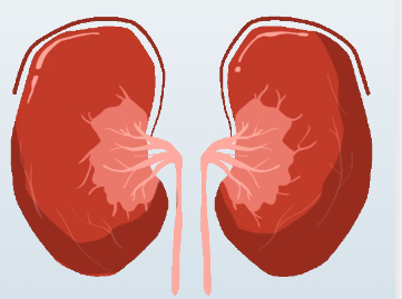 Kidney Int：组蛋白去乙酰化酶3（HDAC3）调控慢性肾脏病的炎症和纤维化作用