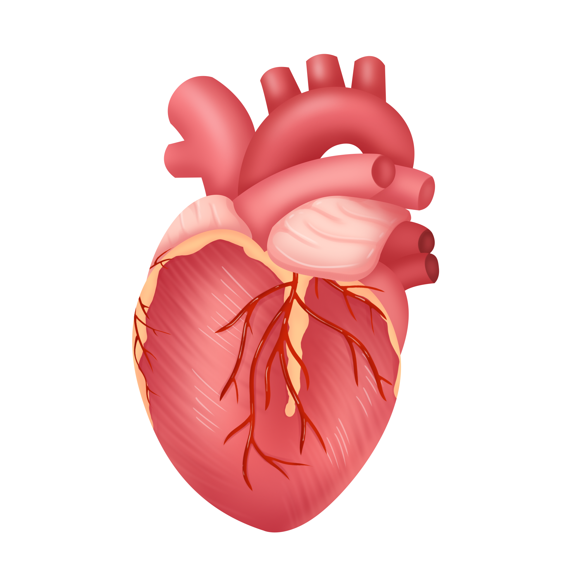2024 AHA科学声明：揭示瓣膜性心脏病的机制以确定药物治疗靶点