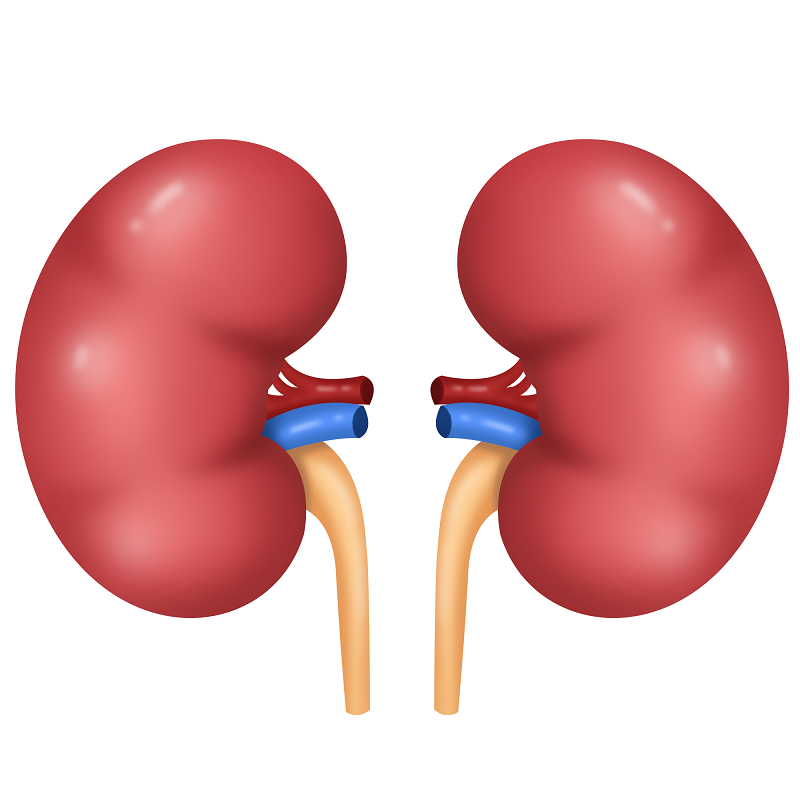 Kidney Int Rep：儿童伴镜下血尿 (MH)和<font color="red">急性</font>肾<font color="red">损伤</font>（AKI）IgAN患者的肾脏铁沉积情况