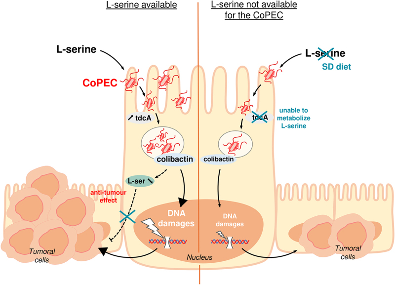 Gut Microbes：L-丝氨酸助力产生大肠杆菌促进结直肠癌的致癌效应新机制解析