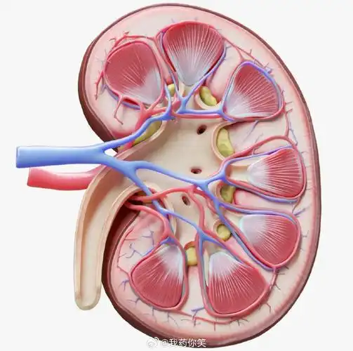 Environ Health Perspect：Golestan隊列研究新發現，家庭燃料使用與腎臟疾病相關死亡